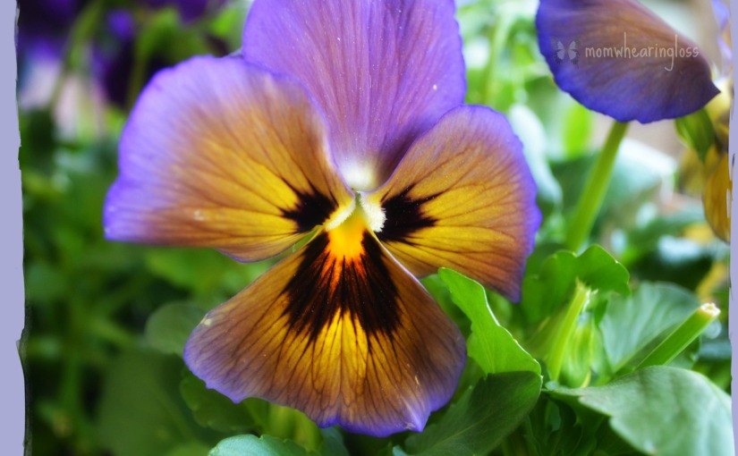 ARE YOU A PANSY – FRIDAY’S PHLOG FOR APRIL 25, 2014